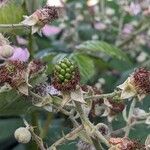 Rubus armeniacus Frukto