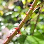 Rosa setigera Bark