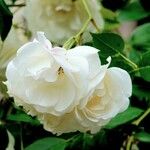 Rosa abietina Flor
