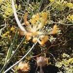 Foeniculum vulgare Flower