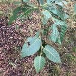 Betula globispica Leaf