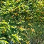 Ailanthus altissima Συνήθη χαρακτηριστικά