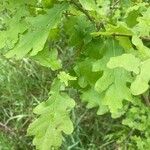 Quercus × rosacea Blad