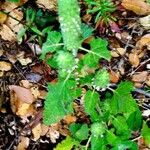 Teucrium lamiifolium Leaf