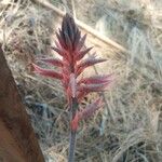 Sacoila lanceolata Flor