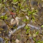 Larrea tridentata ᱡᱚ