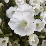 Petunia axillaris Flor
