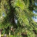 Picea abiesFolha