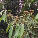 Lithocarpus echinifer Fruit