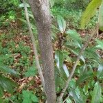 Magnolia virginiana Bark