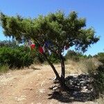 Juniperus oxycedrus Хабит