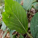 Rubus scaber ᱥᱟᱠᱟᱢ