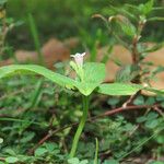 Spigelia anthelmia موطن