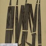 Bactris hirta Fuelha