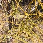 Cassytha filiformis Other