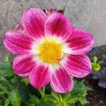 Dahlia tenuicaulis ᱵᱟᱦᱟ