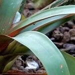 Guzmania lingulata Leaf