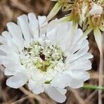 Artedia squamata Λουλούδι