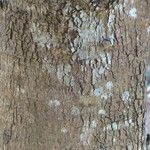 Mammea americana പുറംതൊലി