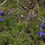 Polygala microphylla Fiore