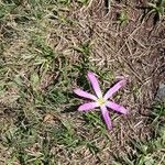 Colchicum montanumFlower