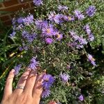 Symphyotrichum laeve Цвят