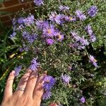 Symphyotrichum laeve Flower