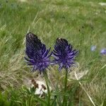Phyteuma betonicifolium Flor