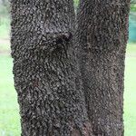 Combretum collinum Bark