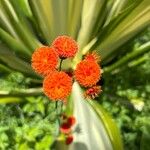 Emilia coccinea Flower