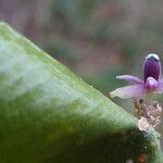 Ruscus aculeatus Blomst