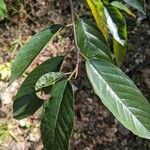 Frangula caroliniana Leaf