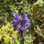 Lobelia siphiliticaFiore