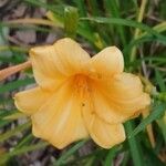 Hemerocallis lilioasphodelus Цветок