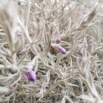 Eremophila nivea Blüte