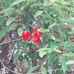 Erythrina crista-galliFlower