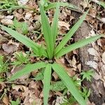 Allium tricoccum Feuille