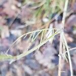 Scabiosa triandra Leaf