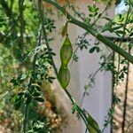 Parkinsonia florida Plod