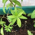 Aloysia citriodora Blad