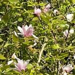 Magnolia × soulangeana Цветок