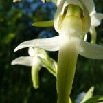 Platanthera chlorantha Kvet