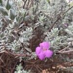 Leucophyllum candidum Leaf