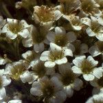 Saxifraga muscoides Fula