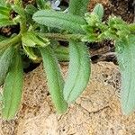 Buglossoides incrassata Blatt