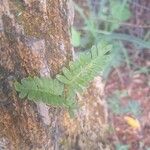 Pleopeltis polypodioides Fuelha