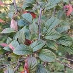 Cotoneaster obscurus Blatt