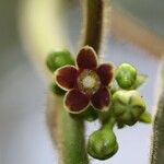 Marsdenia dognyensis Fruit