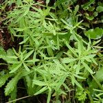 Galium laevigatum autre