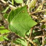 Hibiscus surattensis 葉